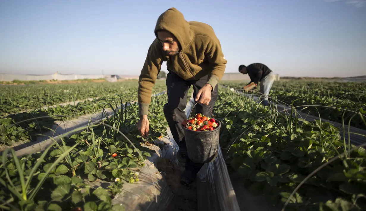 Seorang petani Palestina memetik buah stroberi saat panen di sebuah lapangan di Beit Lahia, Jalur Gaza, 4 Desember 2016. Menanam stroberi menjadi andalan warga Palestina untuk bertahan di tengah bombardir Israel. (MAHMUD HAMS/AFP)
