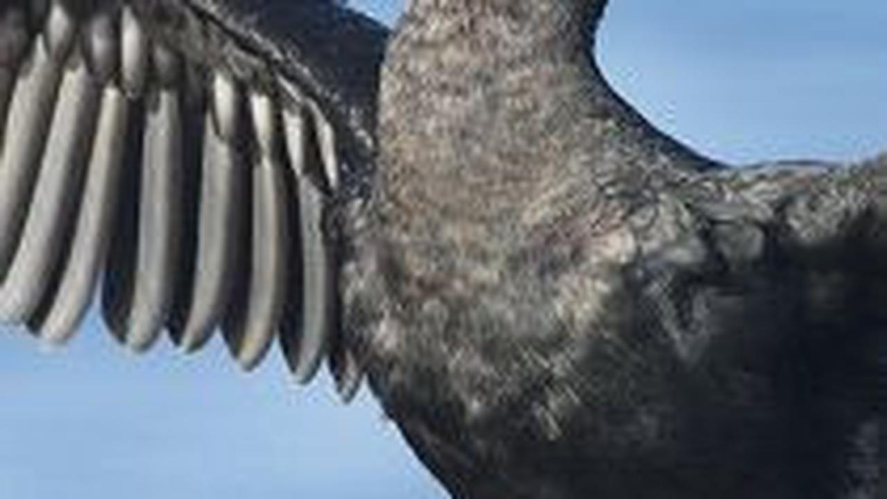 7. Burung Kormoran yang Tidak Bisa Terbang