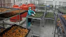 Seorang pegawai B2P2TOOT sedang melakukan pemilahan dari tanaman obat yang akan dijadikan jamu, Jateng, Selasa (31/3/2015). Jamu dipercaya oleh masyarakat Indonesia secara turun temurun bisa mengobati berbagai macam penyakit.(Liputan6.com/Johan Tallo)