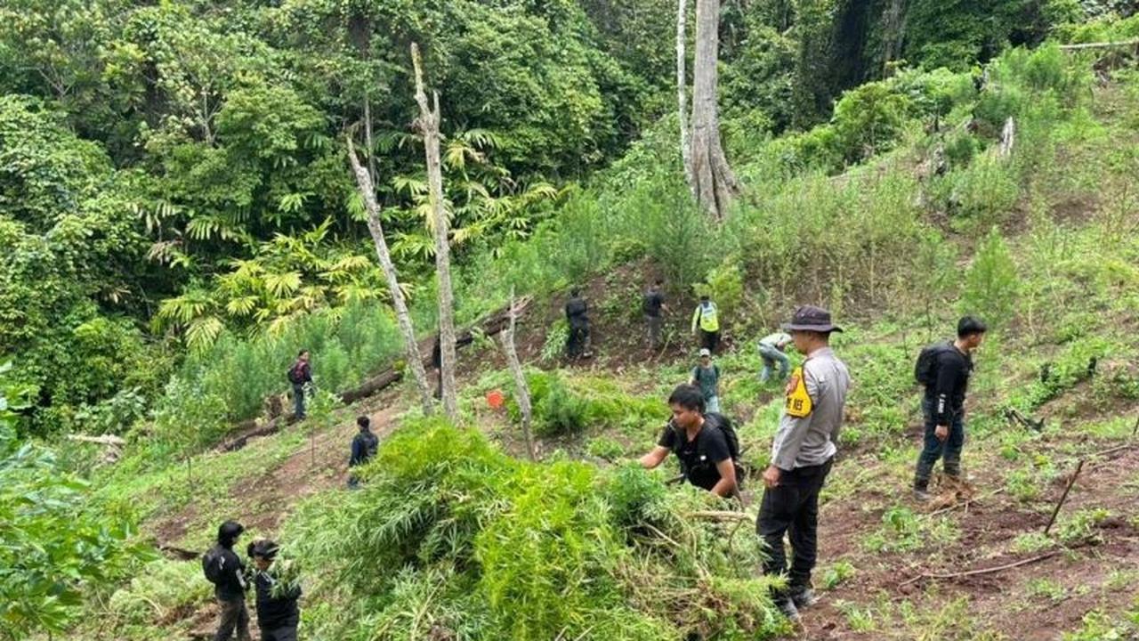 Polres Empat Lawang Temukan 3 Hektare Ladang Ganja, Narkotika Rp1 Miliar Disita