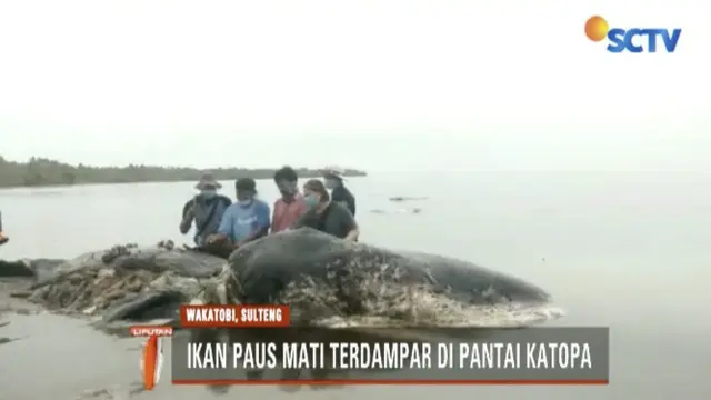 Tim penyelamat dari Taman Nasional Wakatobi menemukan banyak sampah plastik di dalam perut ikan tersebut.