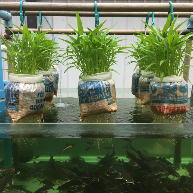 Lele dan Kangkung Panen Bersamaan dari Satu Karung Bekas