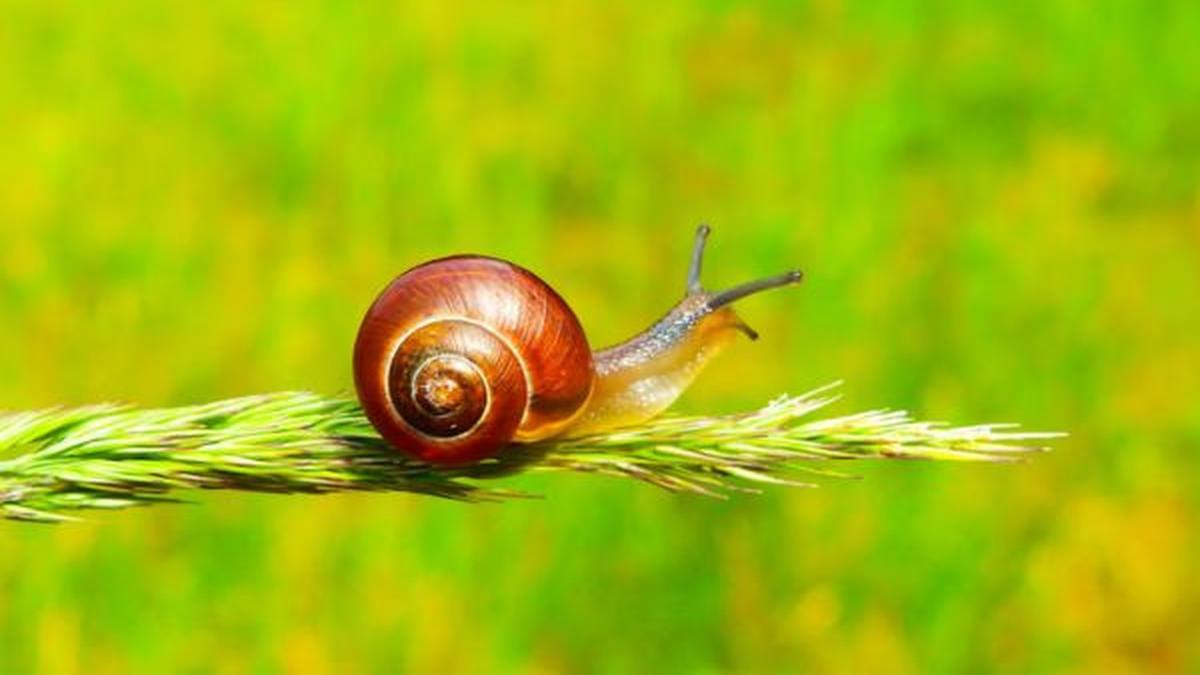 Cara Mengatasi Hama Siput di Musim Hujan agar Kebun Tetap Sehat dan Produktif