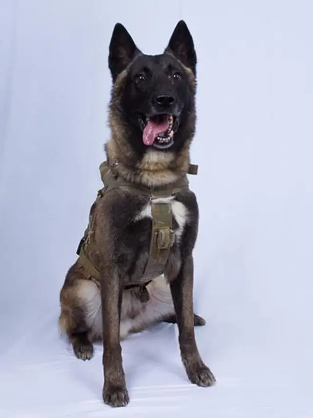 Anjing Militer Pelacak Baghdadi.