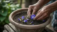 Cara Menanam Bunga Telang dari Biji hingga Panen agar Cepat Berbunga