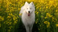 10 Most Beautiful Dog Breeds in the World You Will Fall in Love With