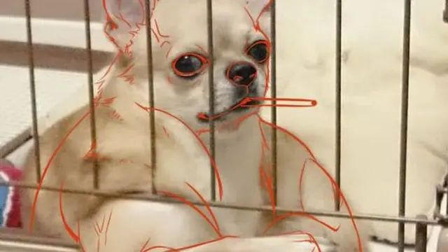 6 Ilusi Optik Anjing Ini Menipu Mata, Butuh Ketelitian