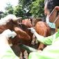 Pemeriksaan Hewan ternak sapi untuk pastikan terbebas dari PMK (Istimewa)