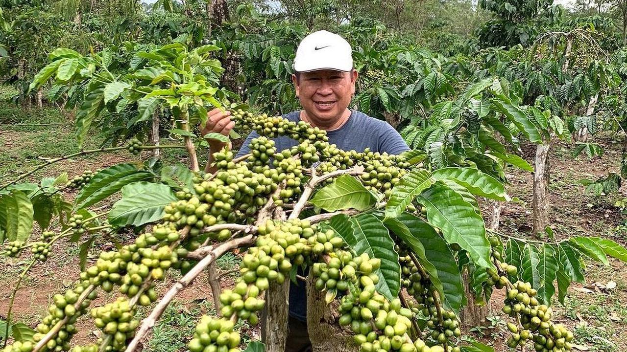 "Baru tahu kebanyakan hujan panen kopi bisa gagal panen? Kenapa yah pak?," tulis komentar akun @siraitsamuel.