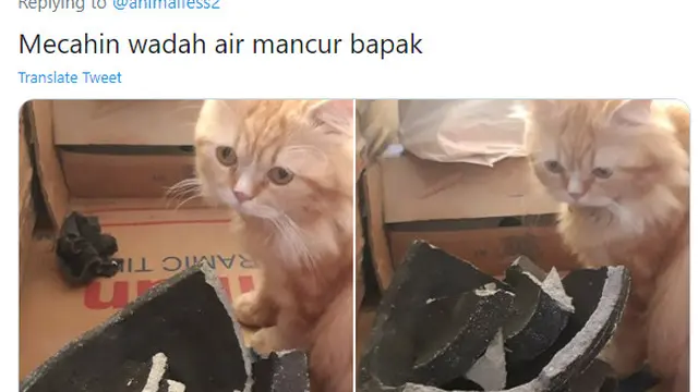7 Potret Ulah Kucing yang Suka Semena-mena pada Tuannya