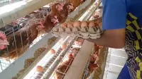 Peternak Menjerit Gara-gara Harga Telur Anjlok Parah