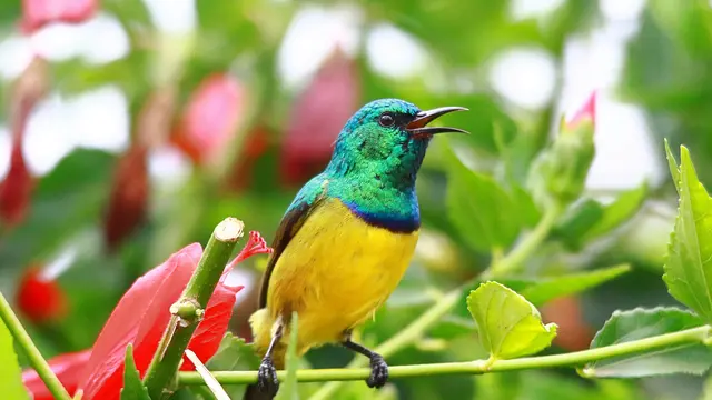 30 Makhluk Bumi yang Punya Warna Mirip Pelangi, Cantik dan Eksotis