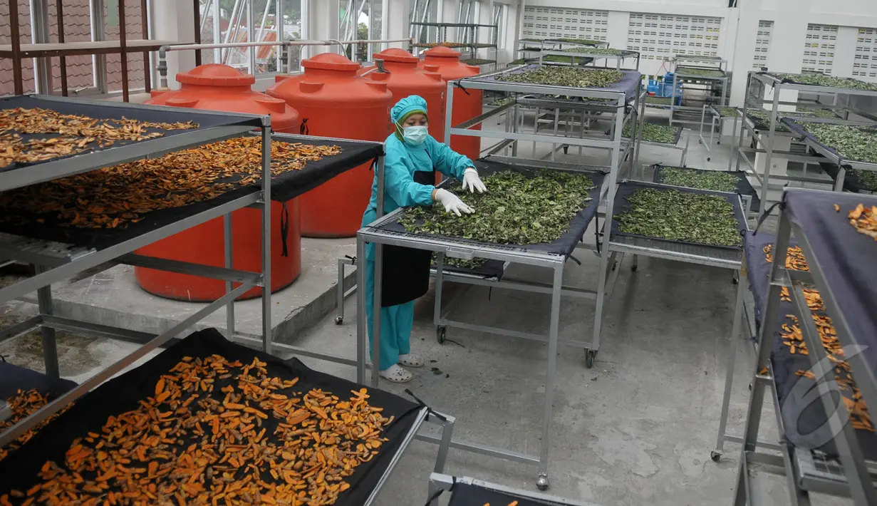 Seorang pegawai B2P2TOOT sedang melakukan pemilahan dari tanaman obat yang akan dijadikan jamu, Jateng, Selasa (31/3/2015). Jamu dipercaya oleh masyarakat Indonesia secara turun temurun bisa mengobati berbagai macam penyakit.(Liputan6.com/Johan Tallo)