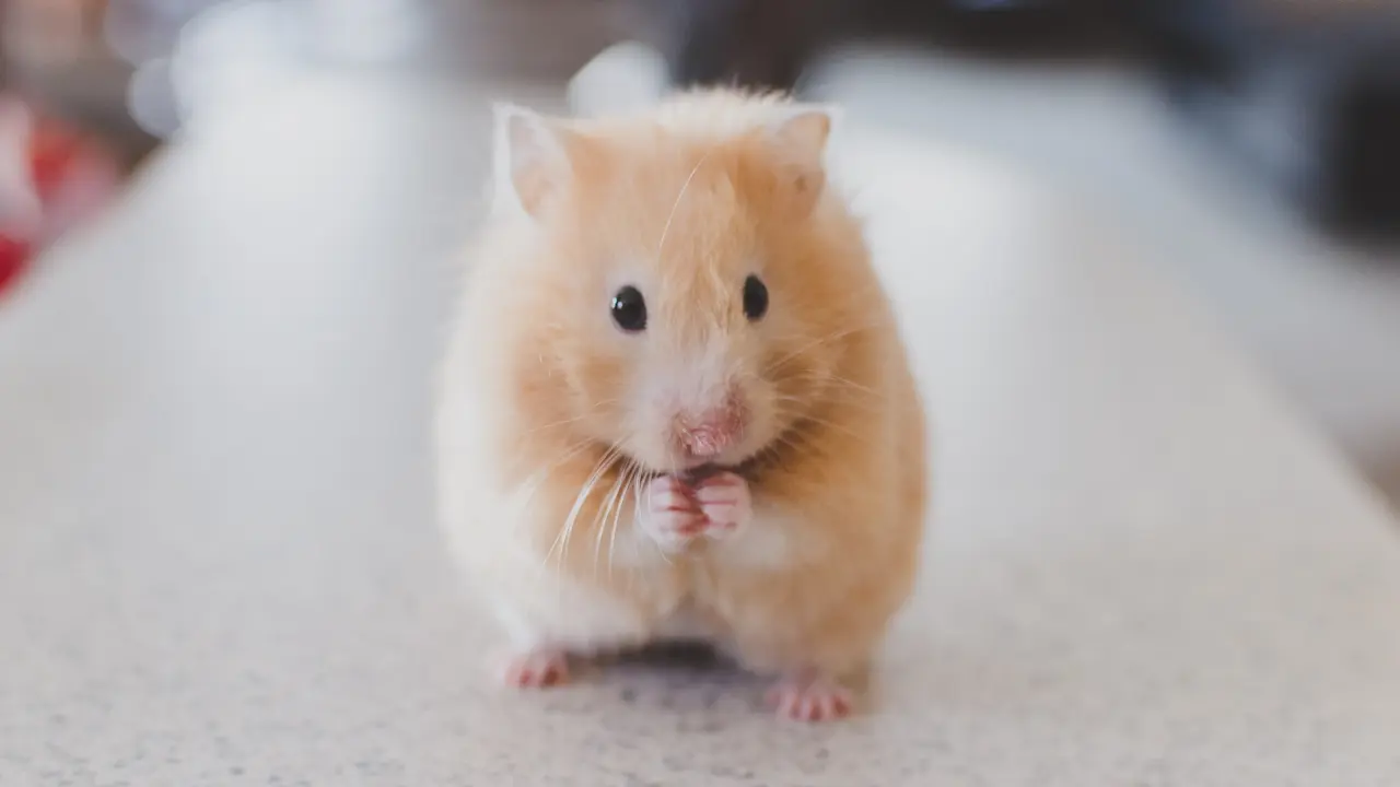 Mimpi Tikus