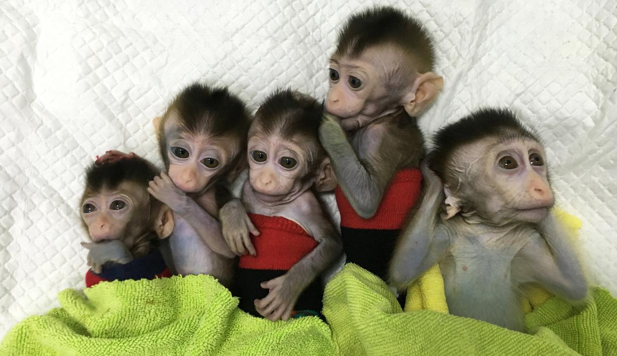 Foto yang dirilis 24 Januari 2019, lima monyet yang dikloning di sebuah lembaga penelitian di Shanghai. Ilmuwan Cina menciptakan monyet kloning, yang gennya telah diedit untuk membawa penyakit. (HO/CHINESE ACADEMY OF SCIENCES INST/AFP)
