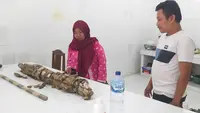 Petugas Museum Situs Purbakala Patiayam Kudus memperlihatkan fosil gading gajah jenis Stegodon diperkirakan berusia 1,5 juta tahun lalu.(Liputan6.com/Arief Pramono)