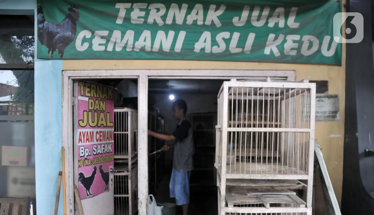 Safak (46) saat memberi pakan ayam Cemani di peternakan rumahan kawasan Kedu, Kabupaten Temanggung, Jawa Tengah (27/2/2023). Kecamatan Kedu yang berada di Kabupaten Temanggung terkenal sebagai pusat ternak sekaligus daerah asal ayam Cemani. (merdeka.com/Iqbal S Nugroho)