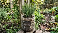 10 Pot Tanaman Murah dari Limbah Rumah Tangga, Modal Barang Bekas Rumah Bisa Bikin Kebun Mini