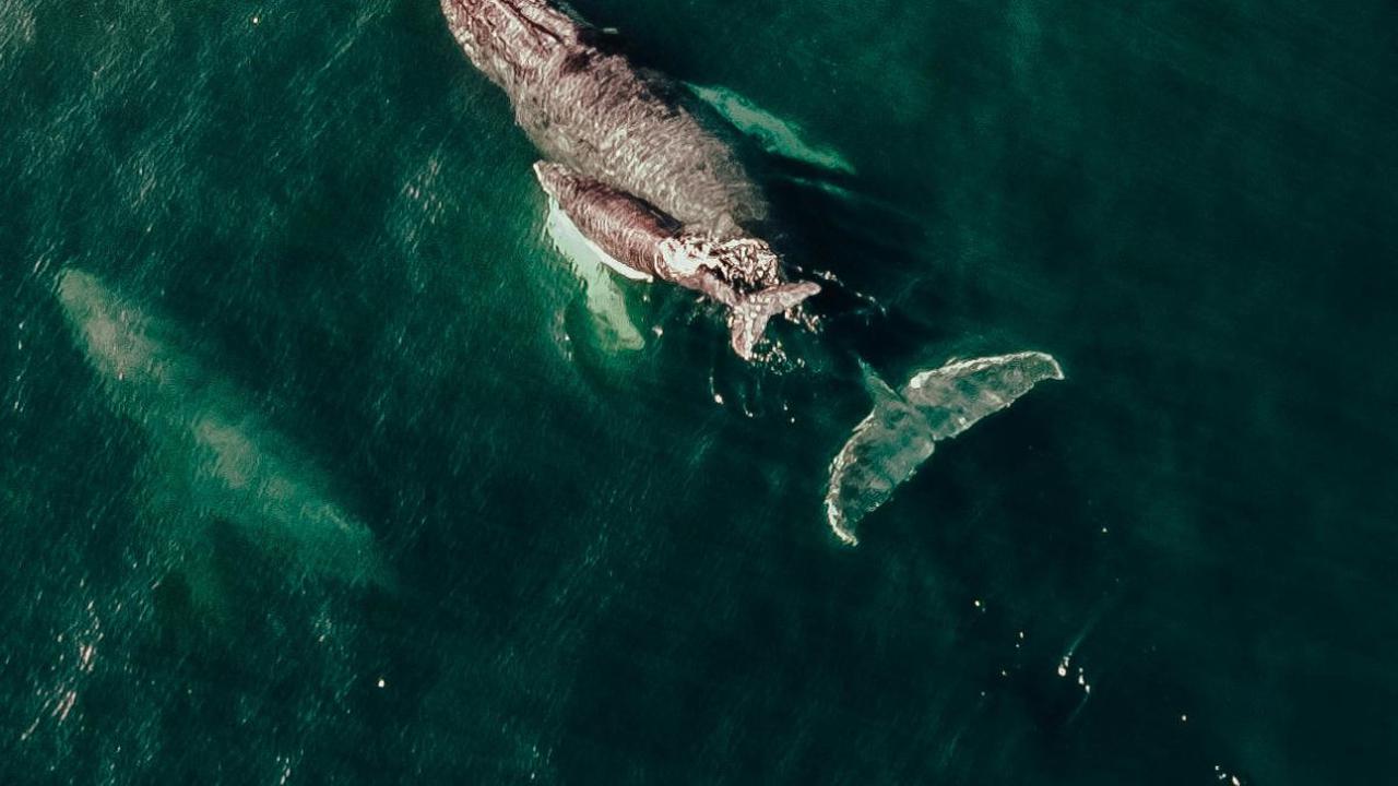 The Loneliest 52 Hz Whale, Benarkah Paus Paling Kesepian di Dunia, Tak Punya Kawanan hingga Pasangan Hidup?