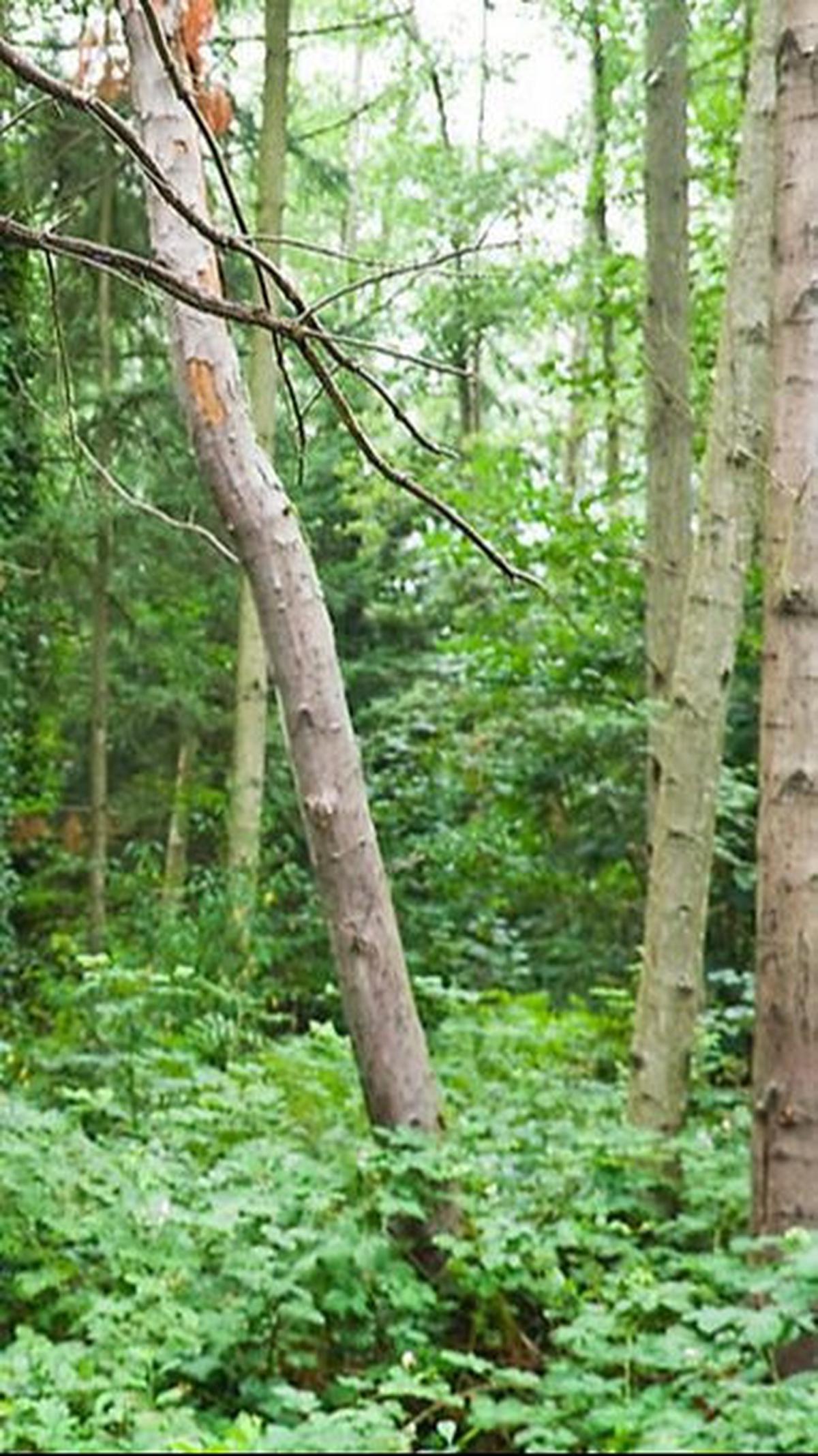 Quotes About Nature Bahasa Inggris Lengkap dengan Arti<br>
