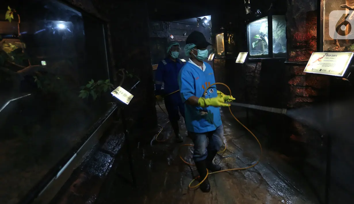 Petugas menyemprotkan cairan disinfektan di area Museum Fauna Indonesia Komodo dan Taman Reptilia, TMII Jakarta, Rabu (18/3/2020). Penyemprotan dilakukan bukan hanya untuk mencegah penyebaran virus corona tapi juga virus dan bakteri lain. (Liputan6.com/Fery Pradolo)