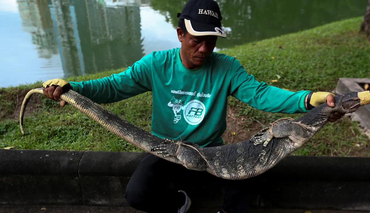 Seorang pekerja memegang biawak yang ditemukan di Taman Lumpini, Bangkok, Thailand, Selasa (20/9). Proses penangkapan biawak sepanjang hampir 2 meter itu menjadi perhatian pengunjung taman. (REUTERS / Athit Perawongmetha)