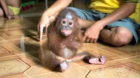 Seekor bayi orangutan yang mengalami trauma akhirnya berani belajar memanjat pohon.