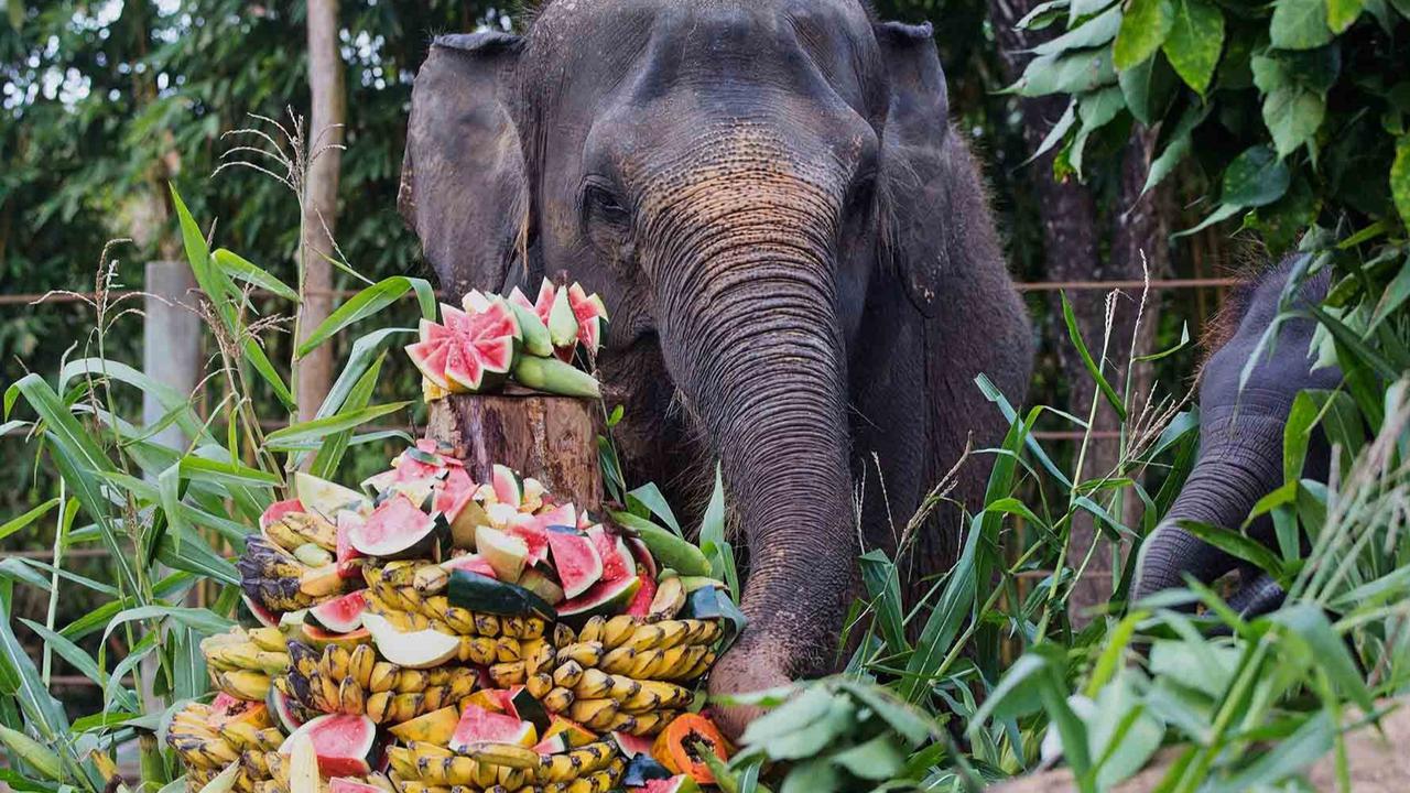 FOTO: Pesta Buah untuk Nurhayati dan Kama di Hari Gajah Sedunia