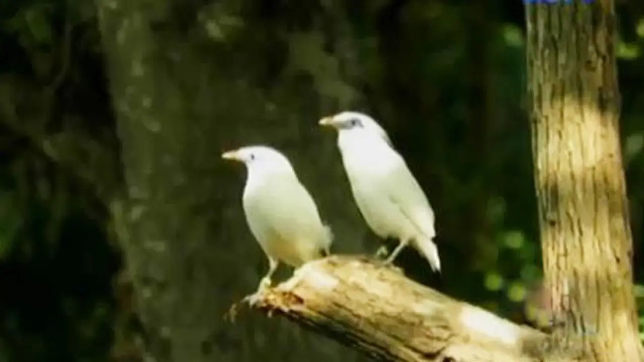 Jalak Bali
