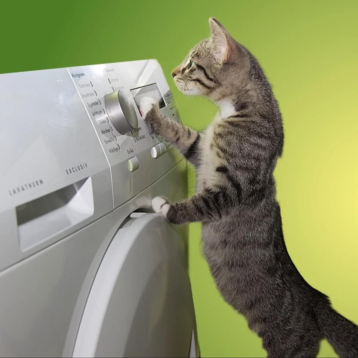 Kucing