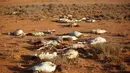 Sejumlah bangkai kambing dan domba bergeletakan di daerah gurun Dahar, Puntland, Somalia (15/12). (REUTERS/Feisal Omar)