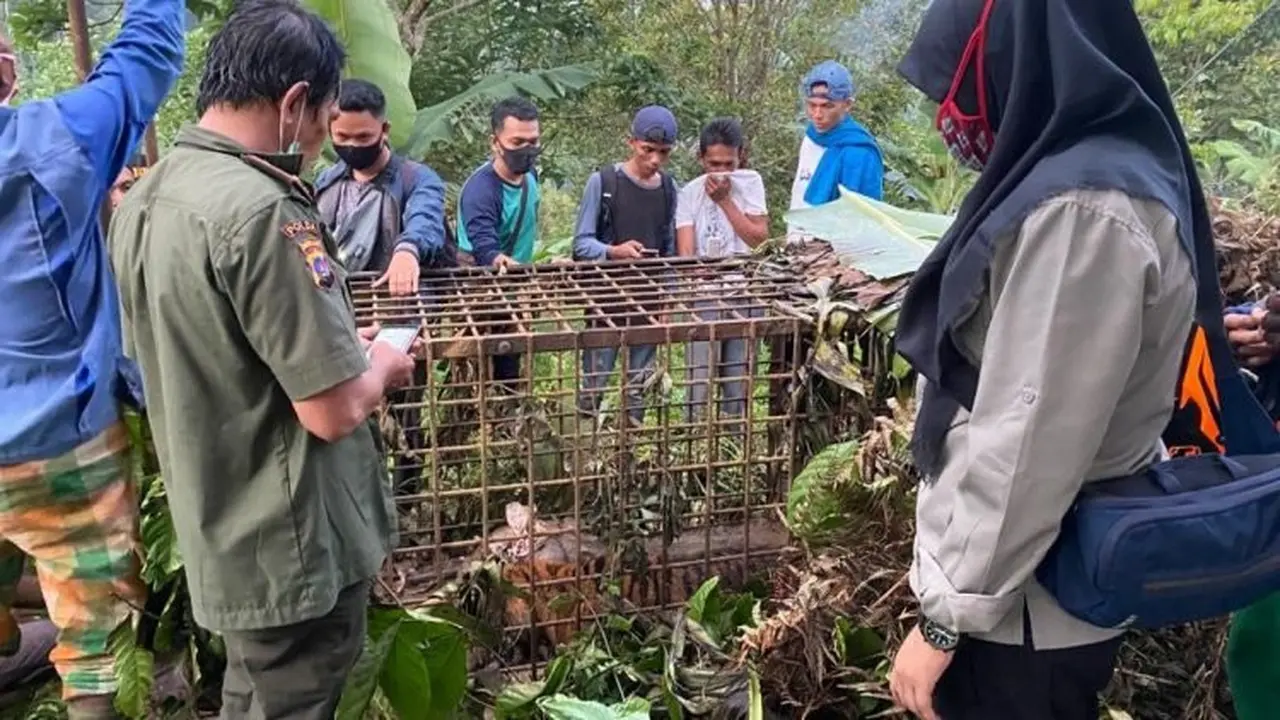 Seekor harimau masuk perangkap yang dipasang BKSDA Sumbar di Solok. Kondisi harimau itu sehat dan akan direhabilitasi di PRHS Dharmasraya.