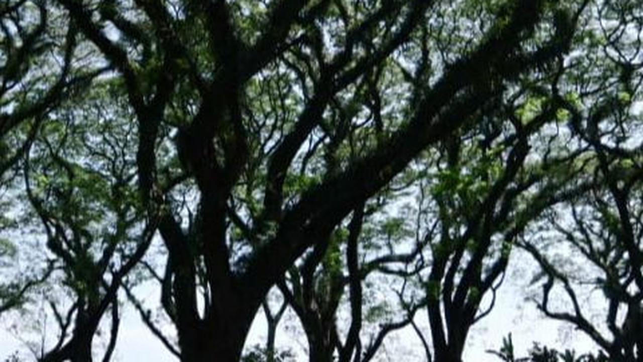 7 Wisata Banyuwangi Terbaru dan Paling Hits, Manjakan Mata Para Pengunjung