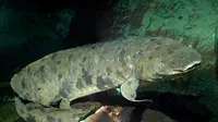 Ikan Tertua di Dunia Embuskan Napas Terakhir di Usia 90 Tahun