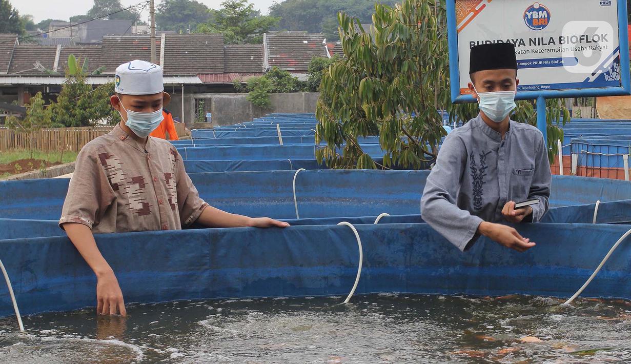 Santri memberi makan ikan mujair nila merah di budidaya ikan Pesantren Ruhama Al Fajar, Citayam, Bogor, Jawa Barat, Selasa (29/6/2021). Tidak hanya dibekali Ilmu Agama, di pesantren ini  santrinya  dibekali suntuk menjadi entrepreneur dalam budidaya ikan nila merah. (merdeka.com/Arie Basuki)