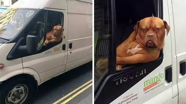 7 Potret Anjing saat Diajak Naik Mobil Ini Ekspresinya Kocak