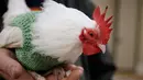 Seekor ayam jantan asal Malaysia, Prince Peep, mengenakan sweater di Fuller Village, rumah pensiun di Milton, Massachusetts, 8 Maret 2017. Sekelompok pensiunan membuatkan sweater rajutan untuk ayam agar mereka tidak kedinginan. (AP Photo/Steven Senne)