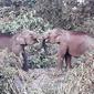Gajah Sumatra di Padang Sugihan Kabupaten Ogan Komering Sumsel (Dok. BKSDA Sumsel / Nefri Inge)