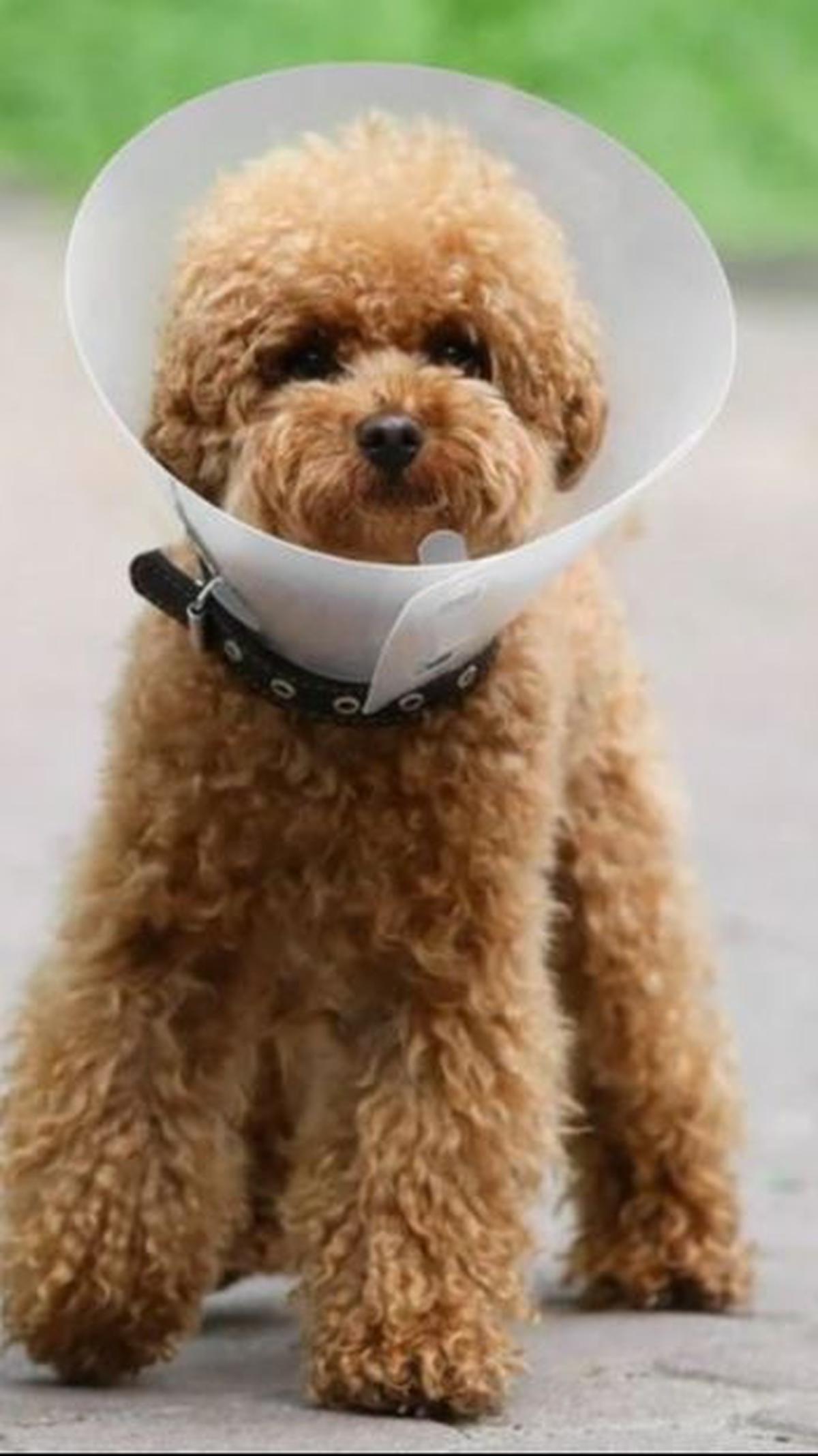Sang kakek menemukan solusi unik dengan menggunakan dog collar baru, biasanya digunakan untuk mencegah anjing menjilat luka setelah cedera atau operasi. Ia dengan cermat memasang kerah tersebut di sekitar leher cucunya.<br><br>Foto: Shutterstock