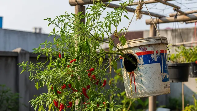 Model Kebun Cabai Gantung di Lahan Sempit