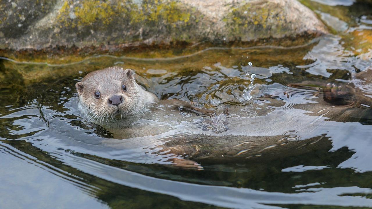 Berang-Berang Laut Ternyata Bantu Mengatasi Perubahan Iklim