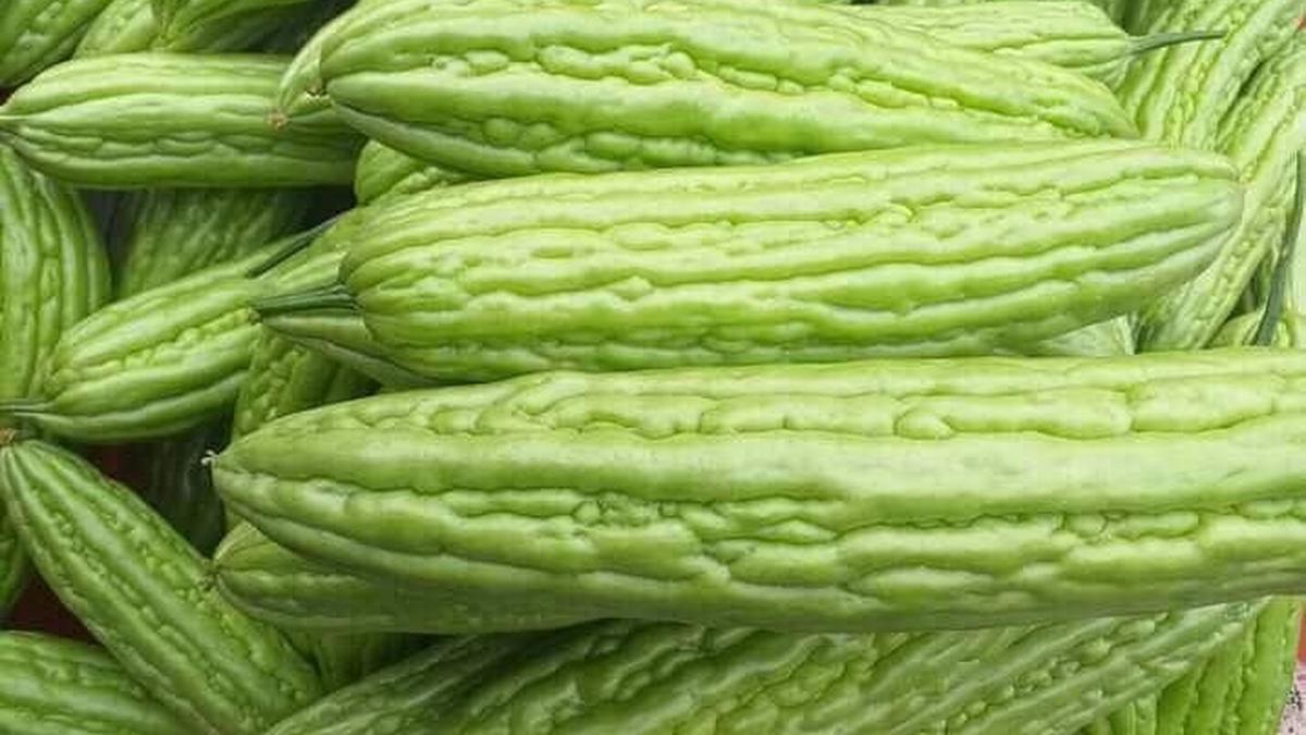 Cara Membuat Air Rebusan Pare sebagai Obat Kanker, Resep Sederhana di Rumah