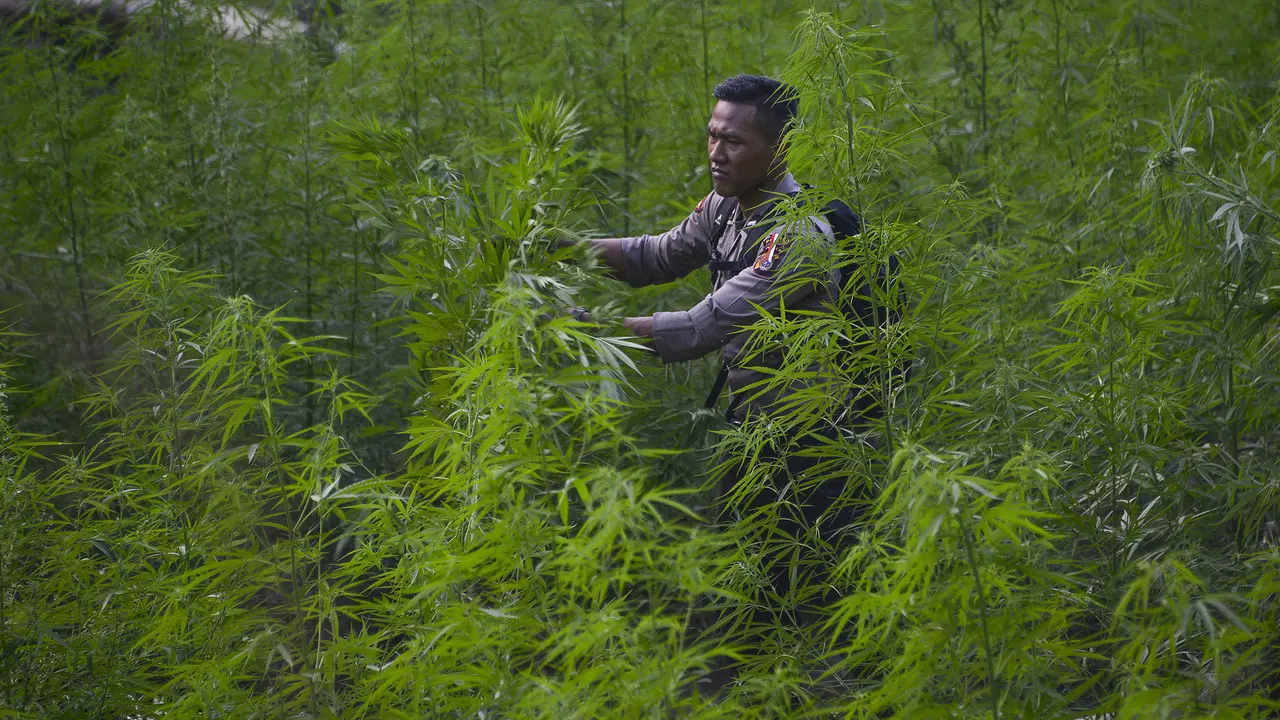 Cerita Pria Asal Lumajang Selama Dua Bulan Nekat Tanam Ganja Dirumah