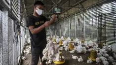 Pekerja menimbang ayam yang dipesan konsumen di tempat pemotongan ayam, Jakarta, Jumat (3/12/2021). Jelang Natal dan Tahun Baru harga beberapa kebutuhan pokok khususnya daging sapi dan ayam masih stabil, kecuali minyak goreng curah yang mengalami kenaikan. (Liputan6.com/Johan Tallo)