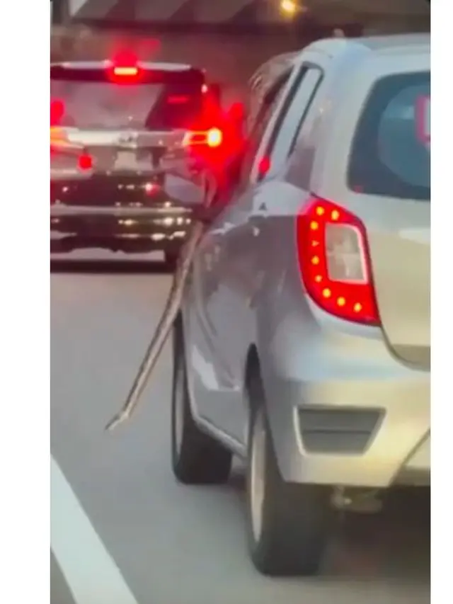 Ular Piton Santai di Atas Mobil yang Melaju, Diingatkan Pengendara Lain Pakai Klakson