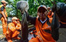 Tak Disangka, Ikan Sapu-Sapu Direkomendasikan Ahli IPB University sebagai Pupuk
