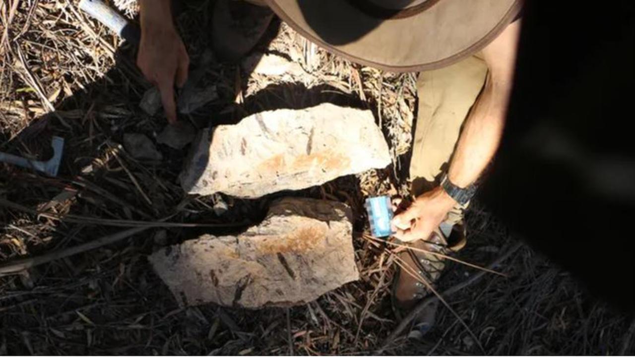 Penemuan fosil tanaman purba di Tasmania, Australia.