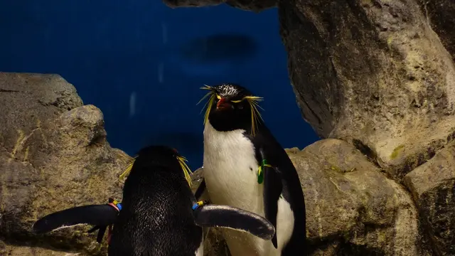 Potret penguin jambul si hewan yang setia (Pixabay)