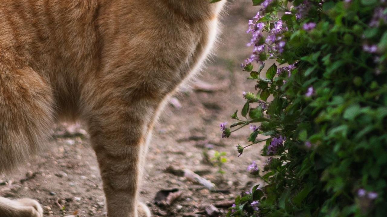 <b>Cara Melebatkan Bulu Kucing dengan Alami dan Mudah</b>