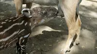 Momen unik di Kebun Binatang Nasional Managua, Nikaragua, Kamis (14/4). Seekor anak Tapir menyusu pada seekor kambing.(Reuters/ Oswaldo Rivas)